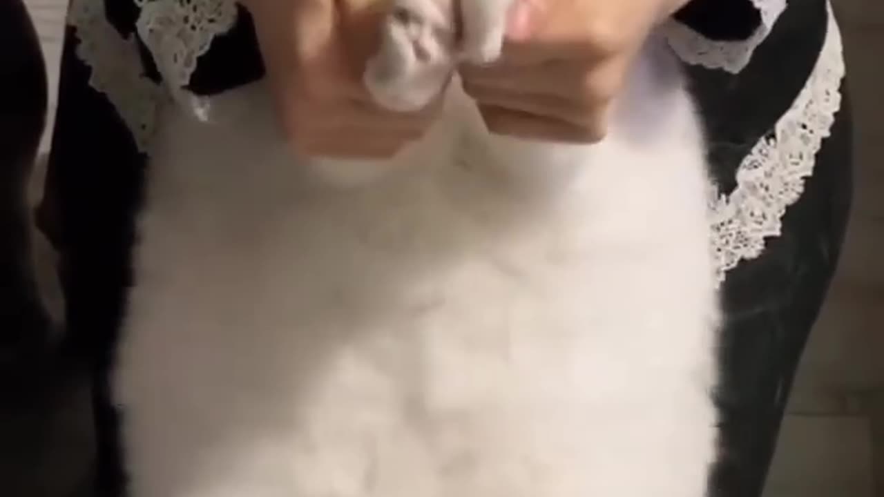 Top 3 Smallest Cat Breeds