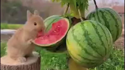 Bunny Rabbit eating watermelon