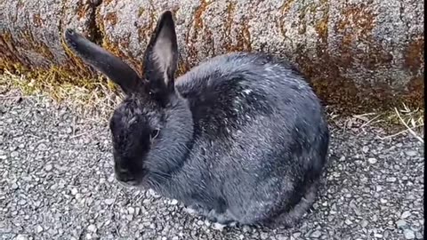 Rabbit too old to be afraid of me.