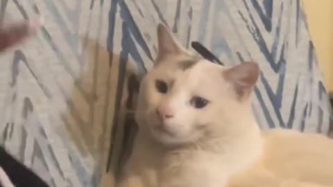 😹😹 Cat's Caught Red-Pawed! Watch the Momma Cat's Reaction! | FunFM