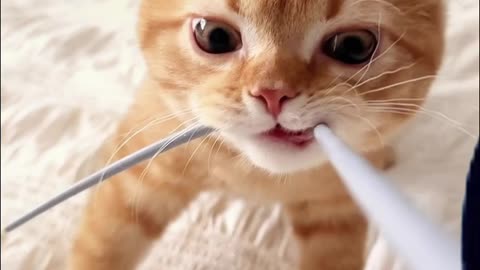 Adorable Kitty Gets Dizzy in 5 Seconds! 😹💫