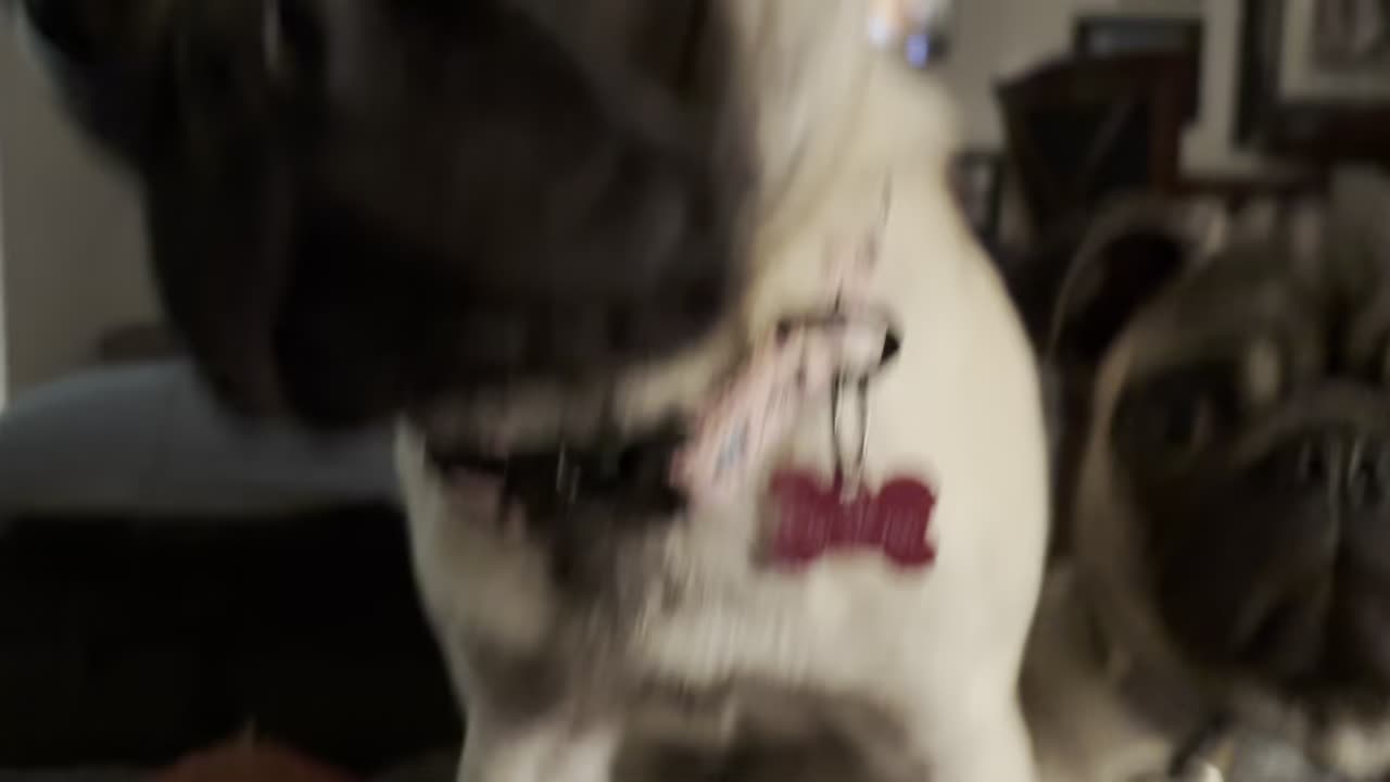 Pug puppies reacting to clip on phone