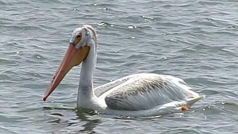 Pelican