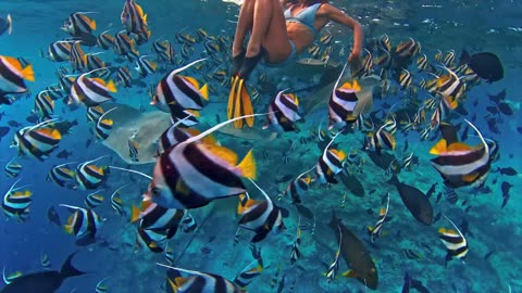 16K Video ULTRA HD - 16K HDR Dolby Vision (4K / 8K TV)