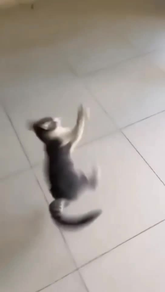 Funny and Scared Cats😁