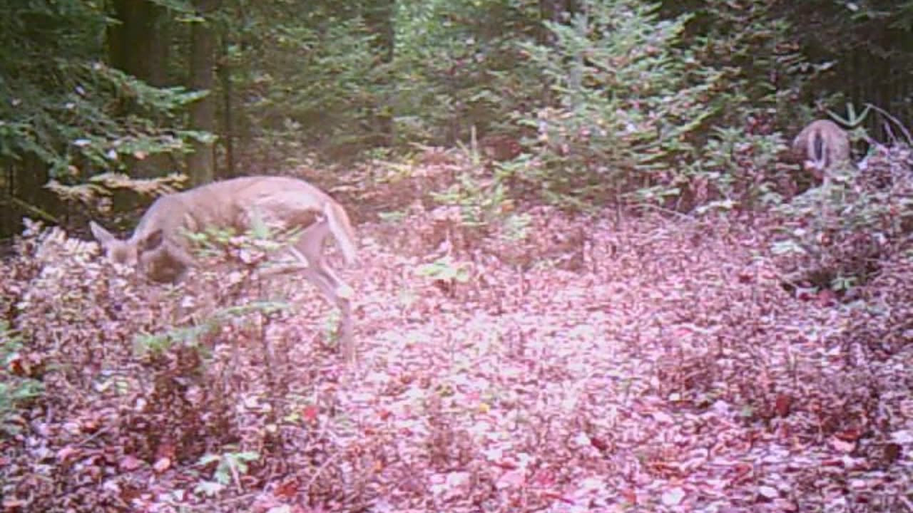 deer have itches too!