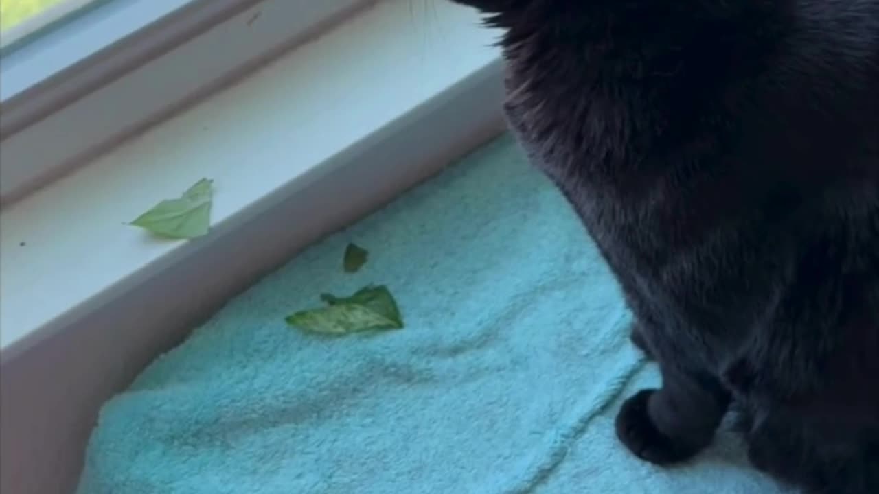 Cute Precious Piper Has a Better View - Adopting a Cat from a Shelter Vlog #shorts
