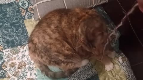 Insane Cat Trinity: Yarn, Paws, and Pure Joy