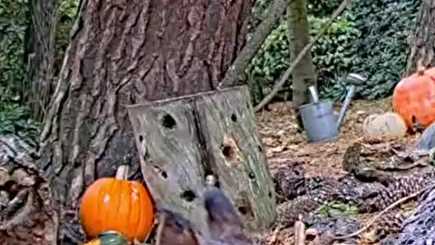 The squirrel found a delicious apple 🍎🐿😍😋