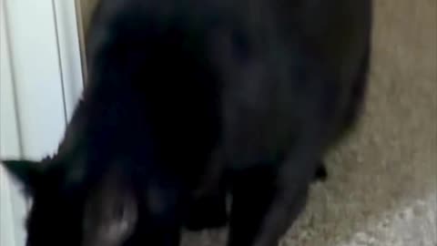 Cute Precious Piper Does a Floor Inspection - My Adopted Shelter Cat Vlog. #shorts