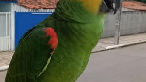 Parrot Entered the Deadbeat