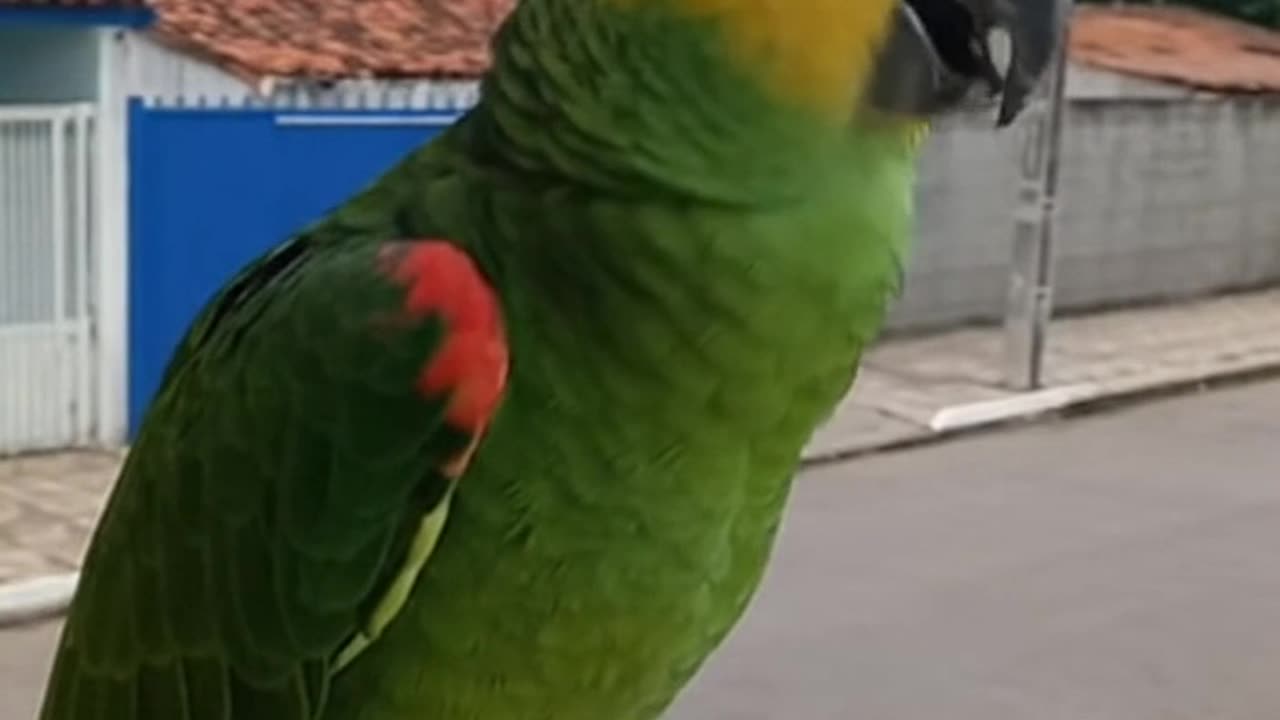 Parrot Entered the Deadbeat