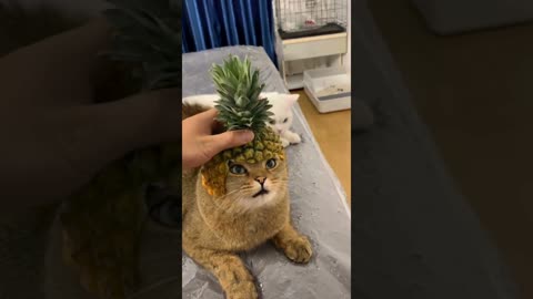 A selection of funny moments with animal #15