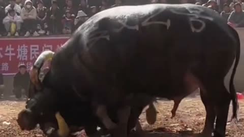 The duel between two stingy kings
