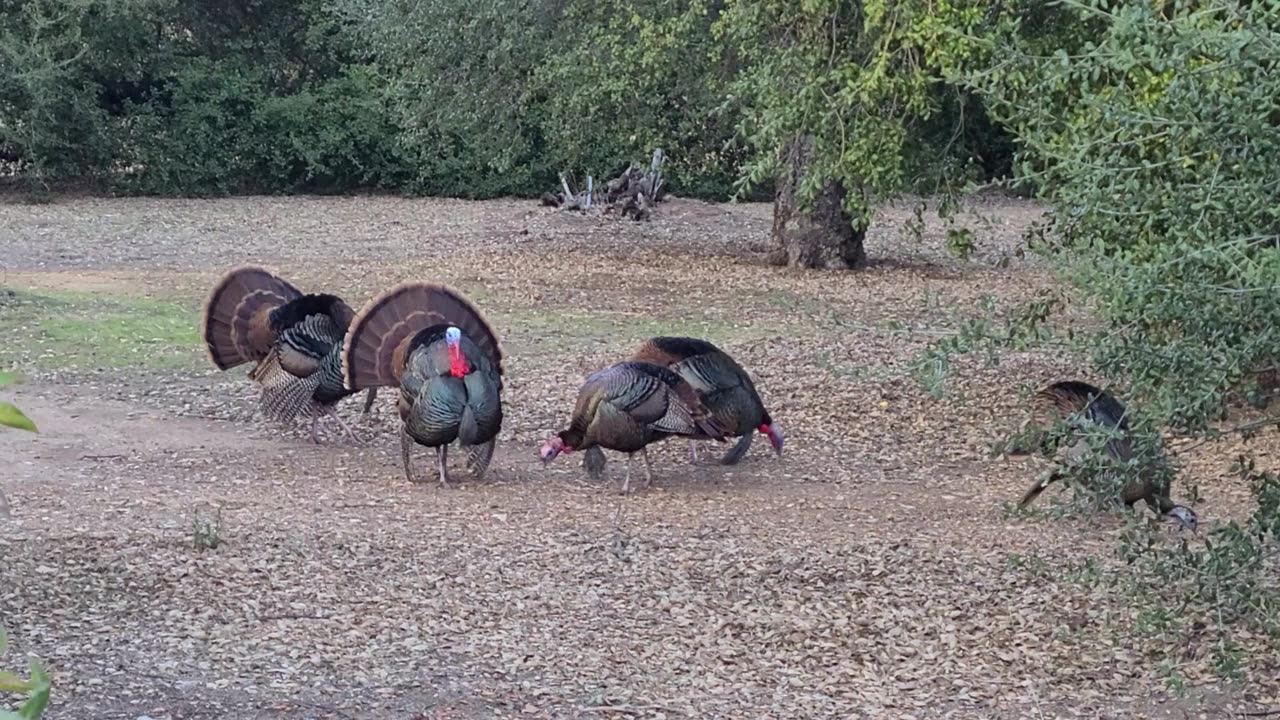 Turkeys - 2