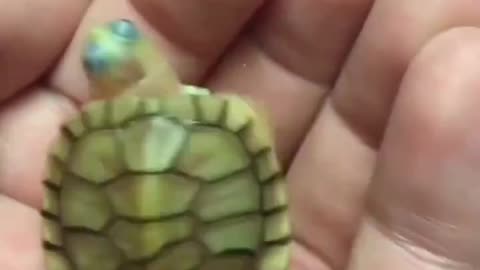 Say "YES " if you love turtle 🐢💖