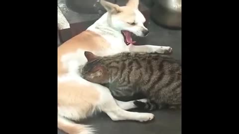 Funny ANIMALS videos Funniest Cats and Dogs 2025