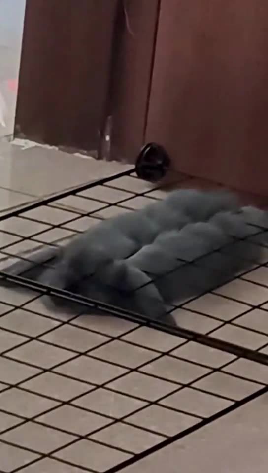 Cutest and Funniest Animals