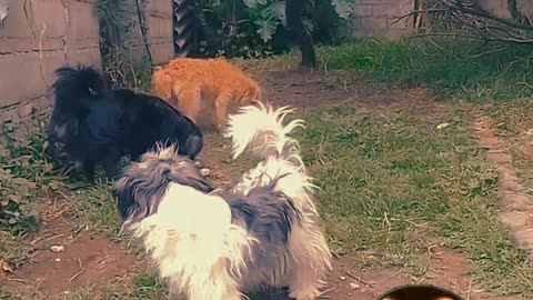 Tarde de perros - Molestando a los vecinos - Tacuarembó 02/11/2025