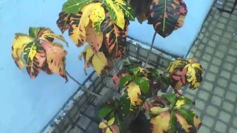 Wonderful croton plant in a vase, colors blend [Nature & Animals]