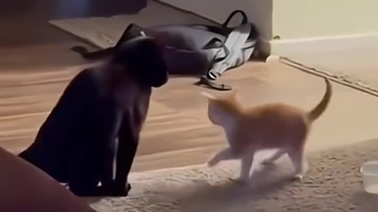 WwE cat vs cat 😺 ready get fight funniest video ever