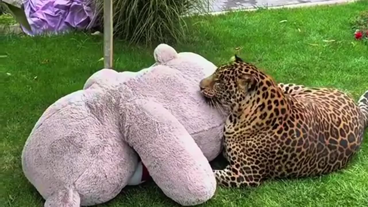 🐯😍 Watch An Obese Jaguar's Hilarious Playtime With Its Giant Teddy Bear! | FeedMyCuriosity