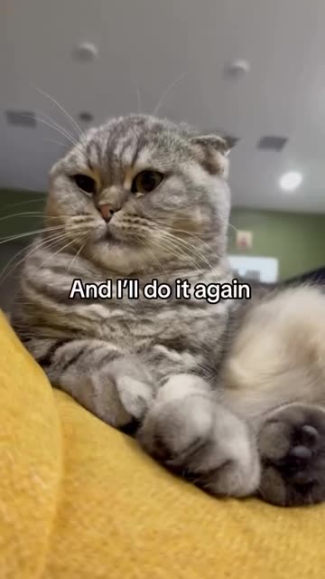 Kitty shows who is boss