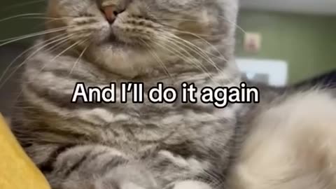 Kitty shows who is boss