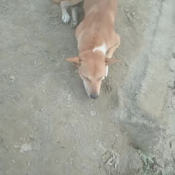 Some dog are funny play