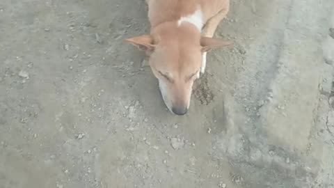 Some dog are funny play