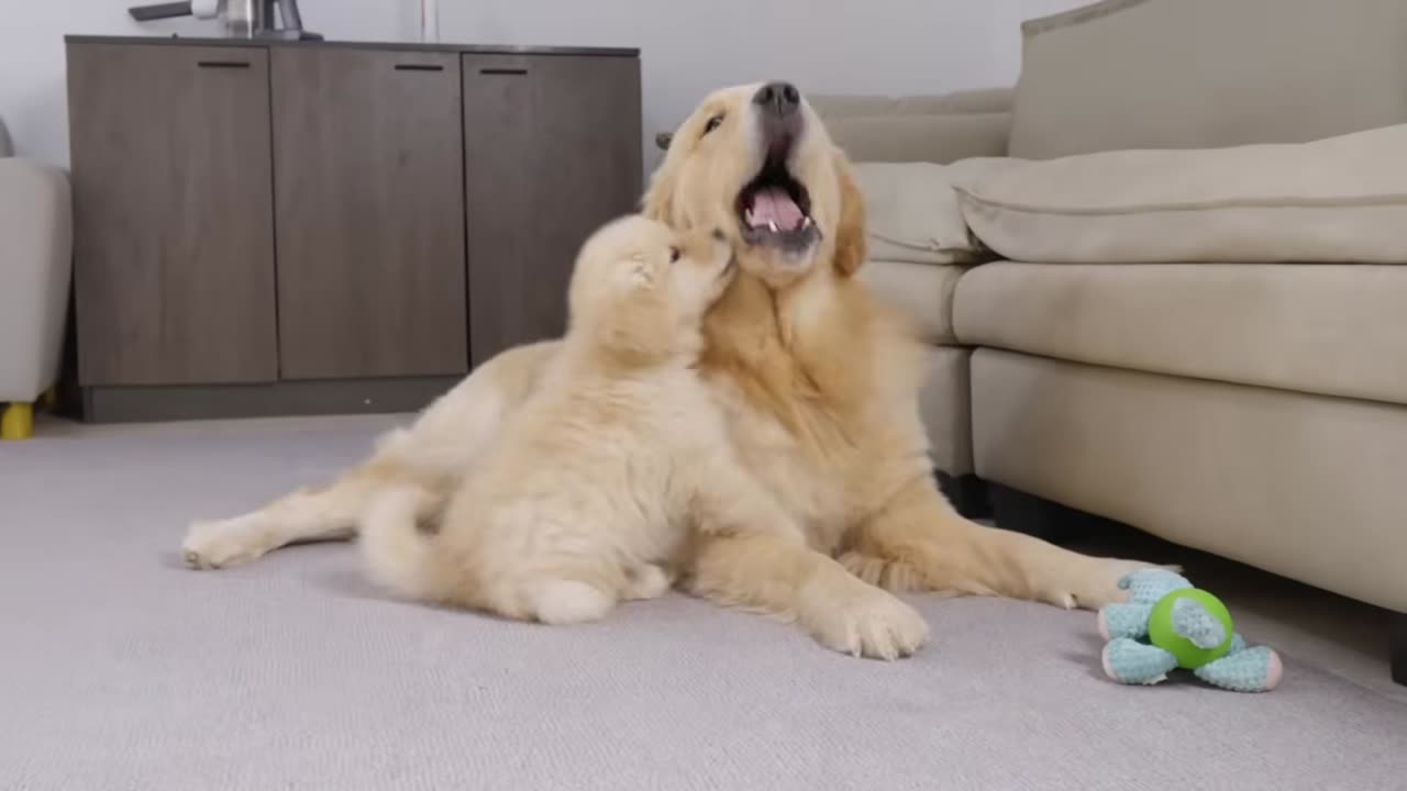 Golden Retriever puppy steals dad's bed | Funny dog ​​reaction