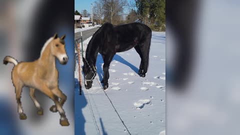 HORSE MANURE AND SNOW CONES ON THE MENU FOR THIS HORSE