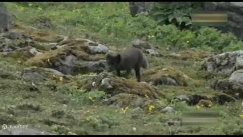 animals