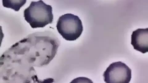 Neutrophil vs. Staphlococcus Aureus bacteria - phagocytosis.