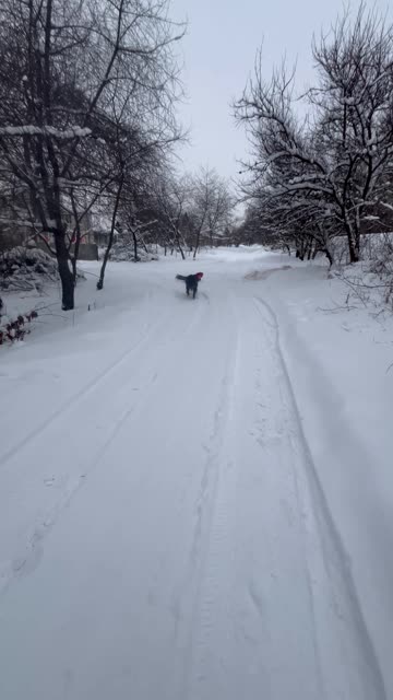 Dog Pulls Kid on a Sled