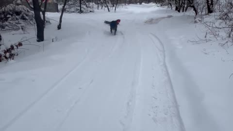 Dog Pulls Kid on a Sled