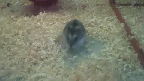 Russian dwarf hamster plays with straw, then runs [Nature & Animals]