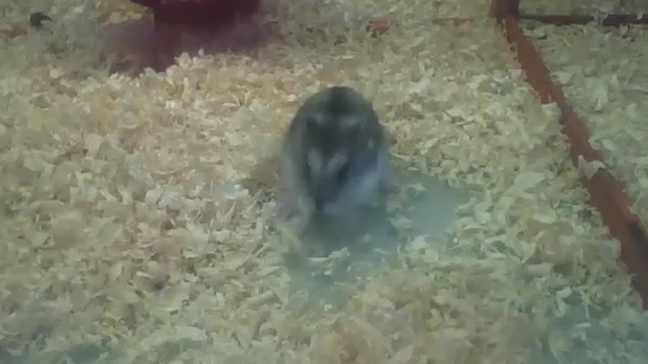 Russian dwarf hamster plays with straw, then runs [Nature & Animals]