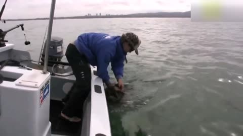 Jump of a dog into the water after a dolphin