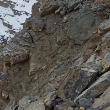 Photographing the majestic long eared owl 🦉 #Hungary #Wildlife #Shorts