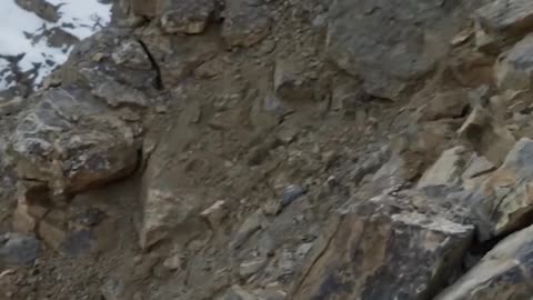 Photographing the majestic long eared owl 🦉 #Hungary #Wildlife #Shorts