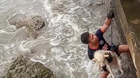 Guys Rescue Dog Trapped on Rocky Shore