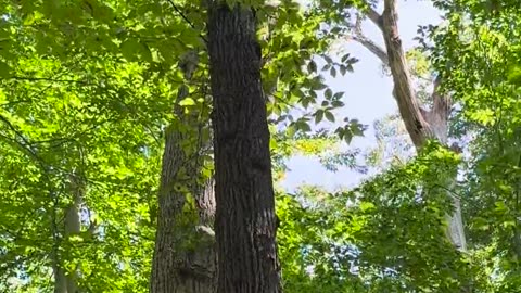 🤯✨ Levitating Tree Defies Gravity! | FeedMyCuriosity