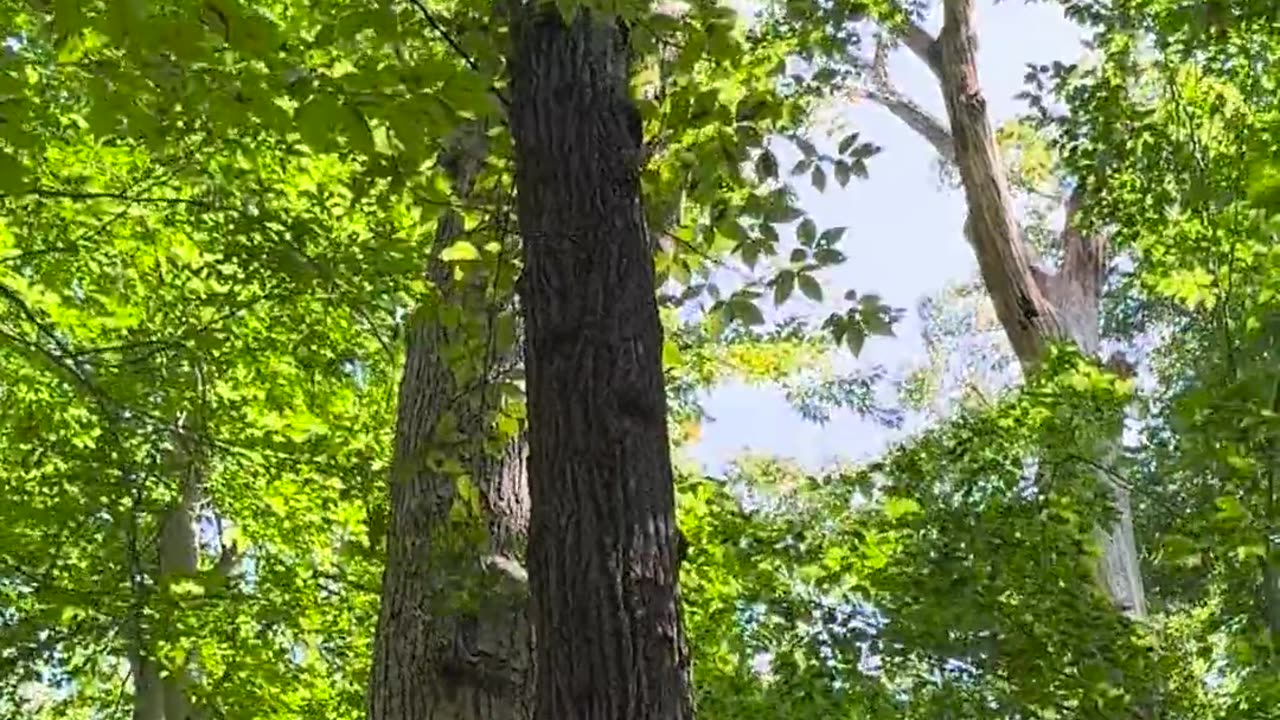 🤯✨ Levitating Tree Defies Gravity! | FeedMyCuriosity