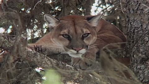 Woman captures up-close photo of mountain lion near Big Timber