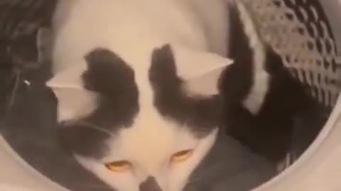 Oh Excuse me.. 😸😧