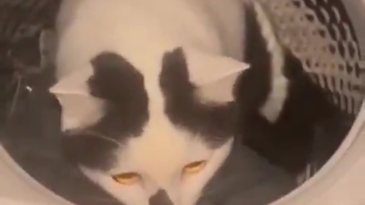 Oh Excuse me.. 😸😧