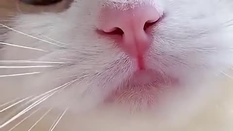 Funny cat sound meow.