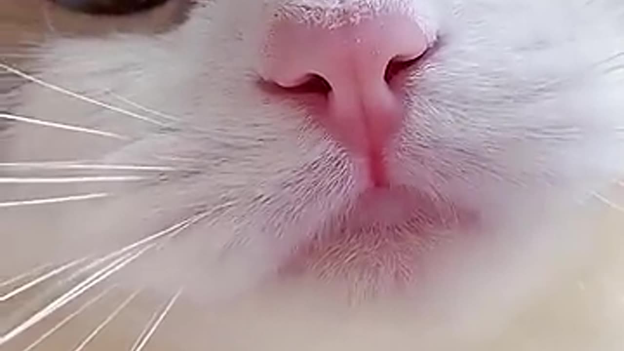 Funny cat sound meow.
