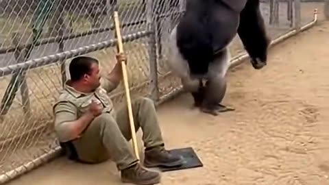Gorilla Saves Zookeeper From Leopard Attack